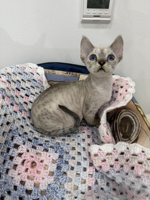 Марика ищет самых лучших родителей