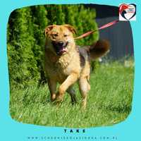 Taks- do adopcji schronisko Jasionka