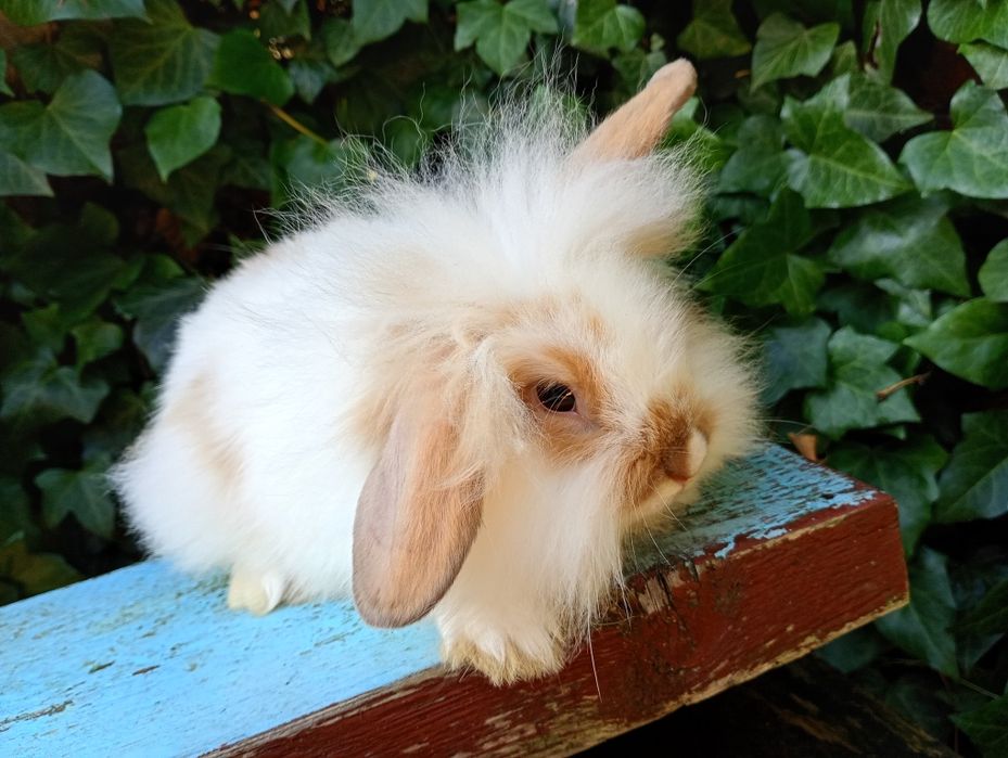 Mini lop baranek Teddy 2 miesiące! Królik miniaturka!! Sliczn