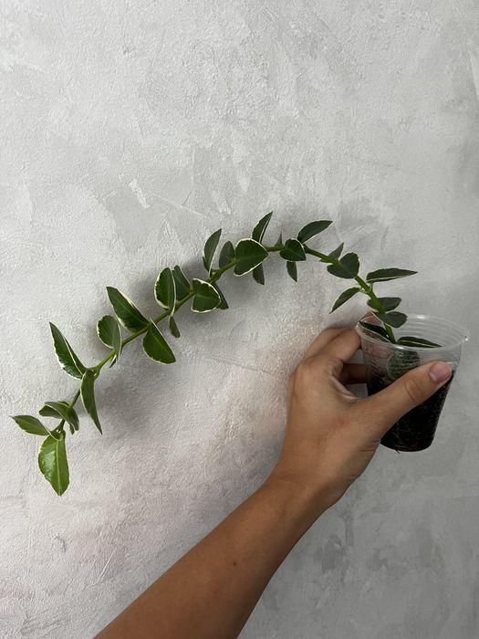 Хойя Cumingiana alba камінджиана альба