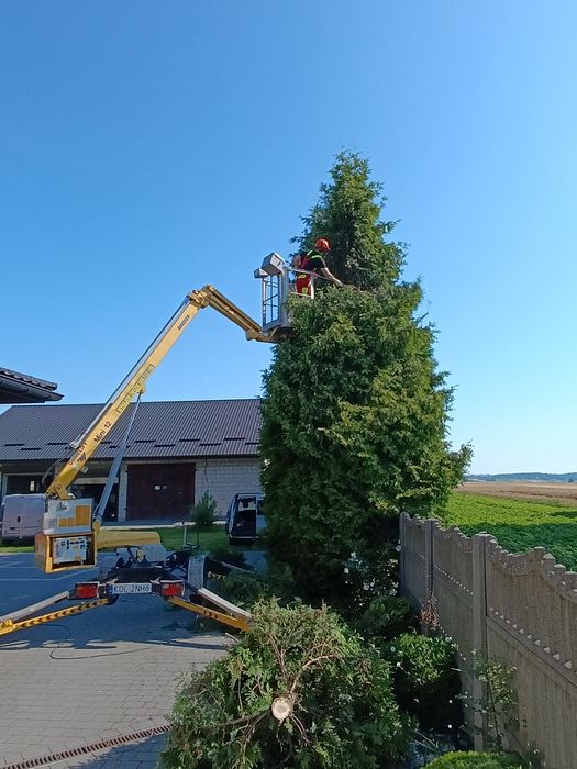 Wycinka drzew i krzewów , Zakładanie trawników