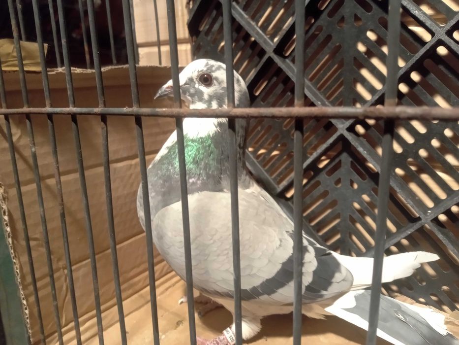 Gołębie pocztowe samice