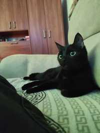 Черная красивая кошка породы европейская гладкошерстная