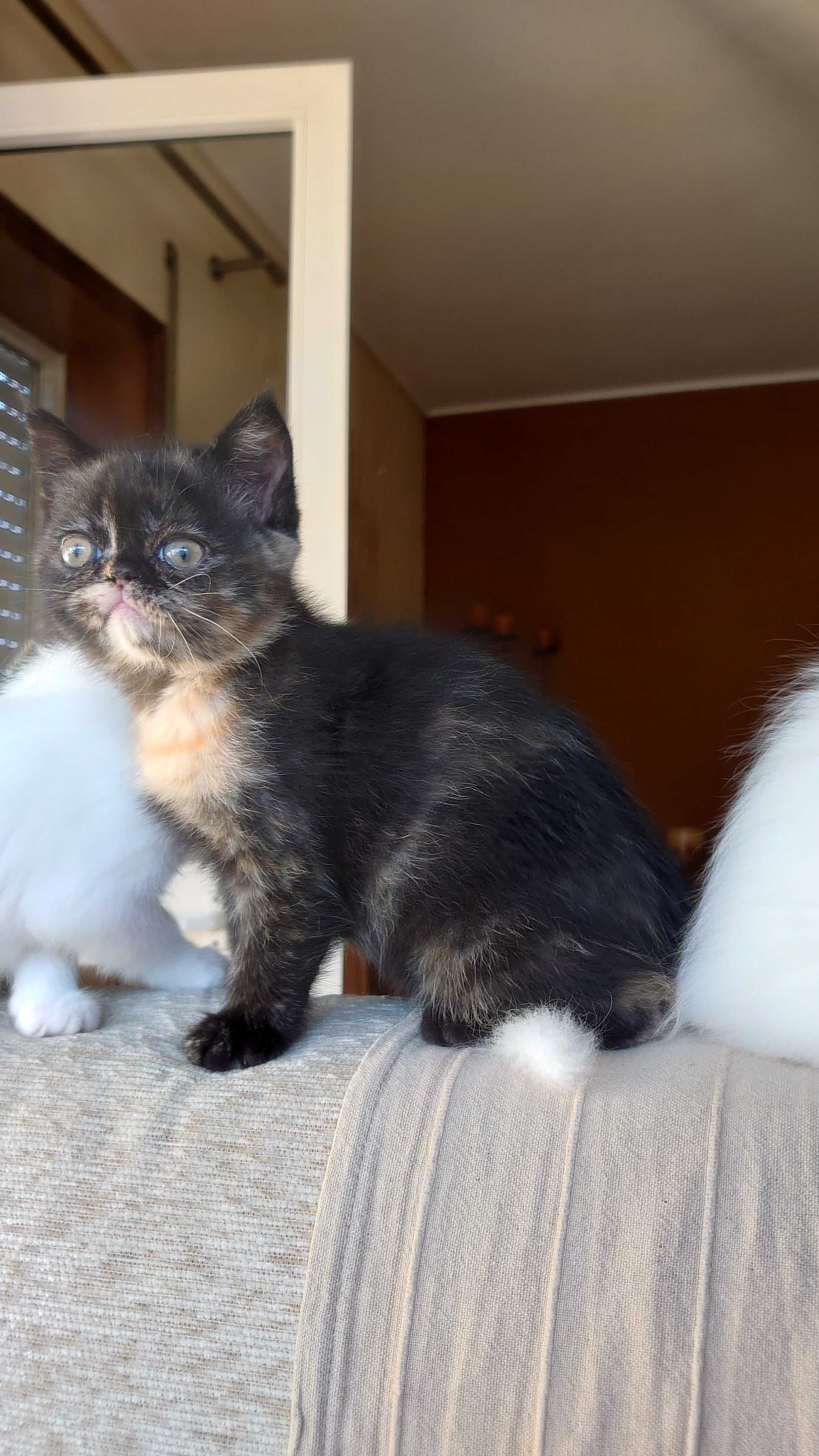 Gatinha Persa Exotica