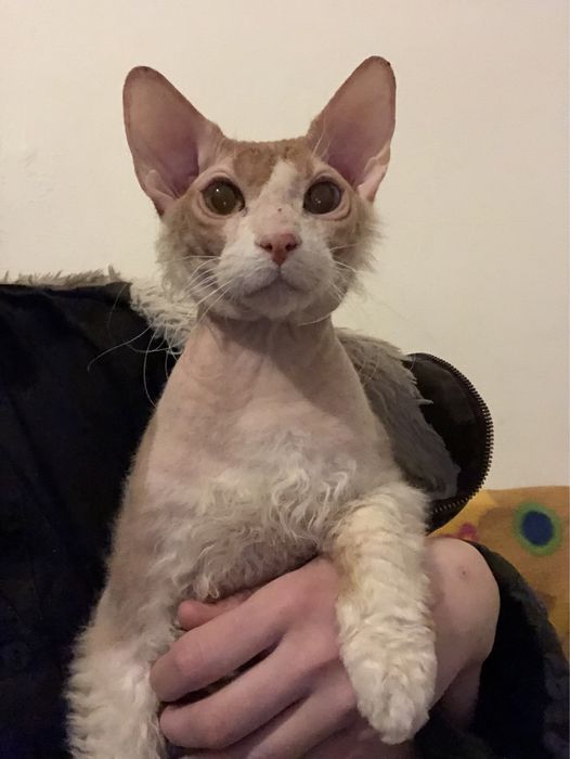 Kot rasy  Sfinks Donski