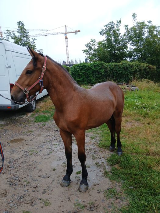 Лошиця кобила               .