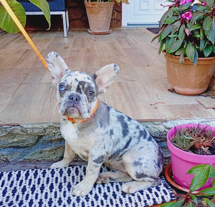 Bulldogue francês fêmea merle
