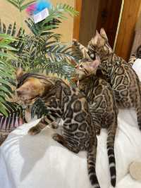 Бенгальські кошенята Бенгальские котята