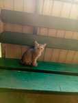 Отдам в доброе руки
