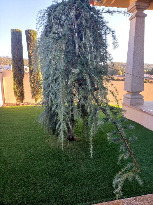 Cedro Atlanta pendula de jardim vai ser removida. devido obras
