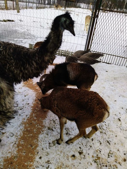 Baran i owca muflona