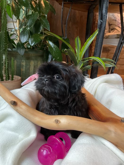 Shih -Tzu Salonowe! Suczki