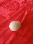 Ovos de perua galados