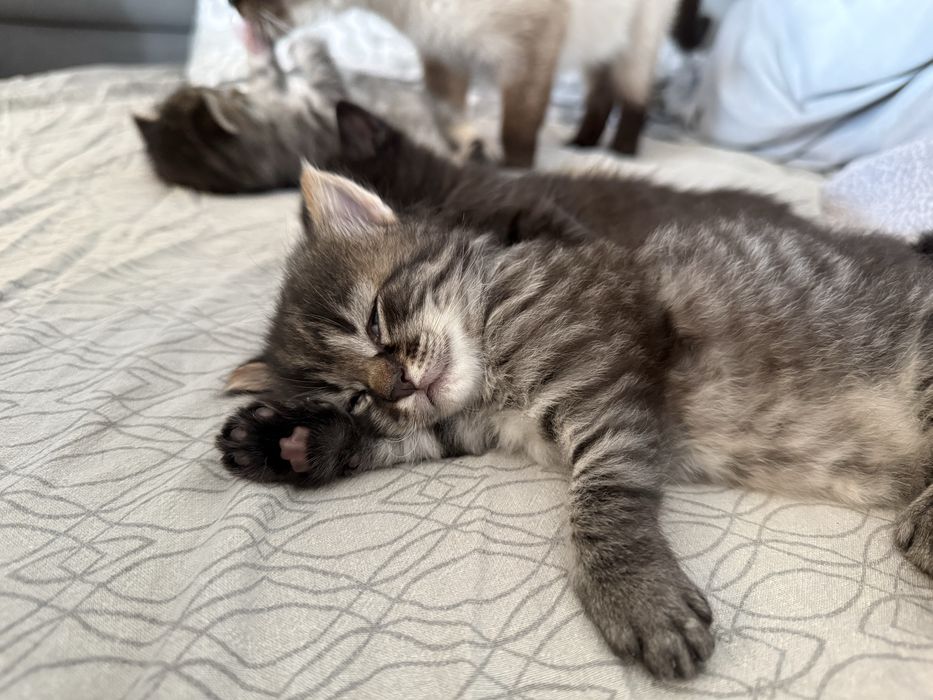 Віддам кошенят в люблячі руки