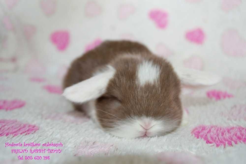 Króliki mini lop Dokumentacja książeczka wyprawka