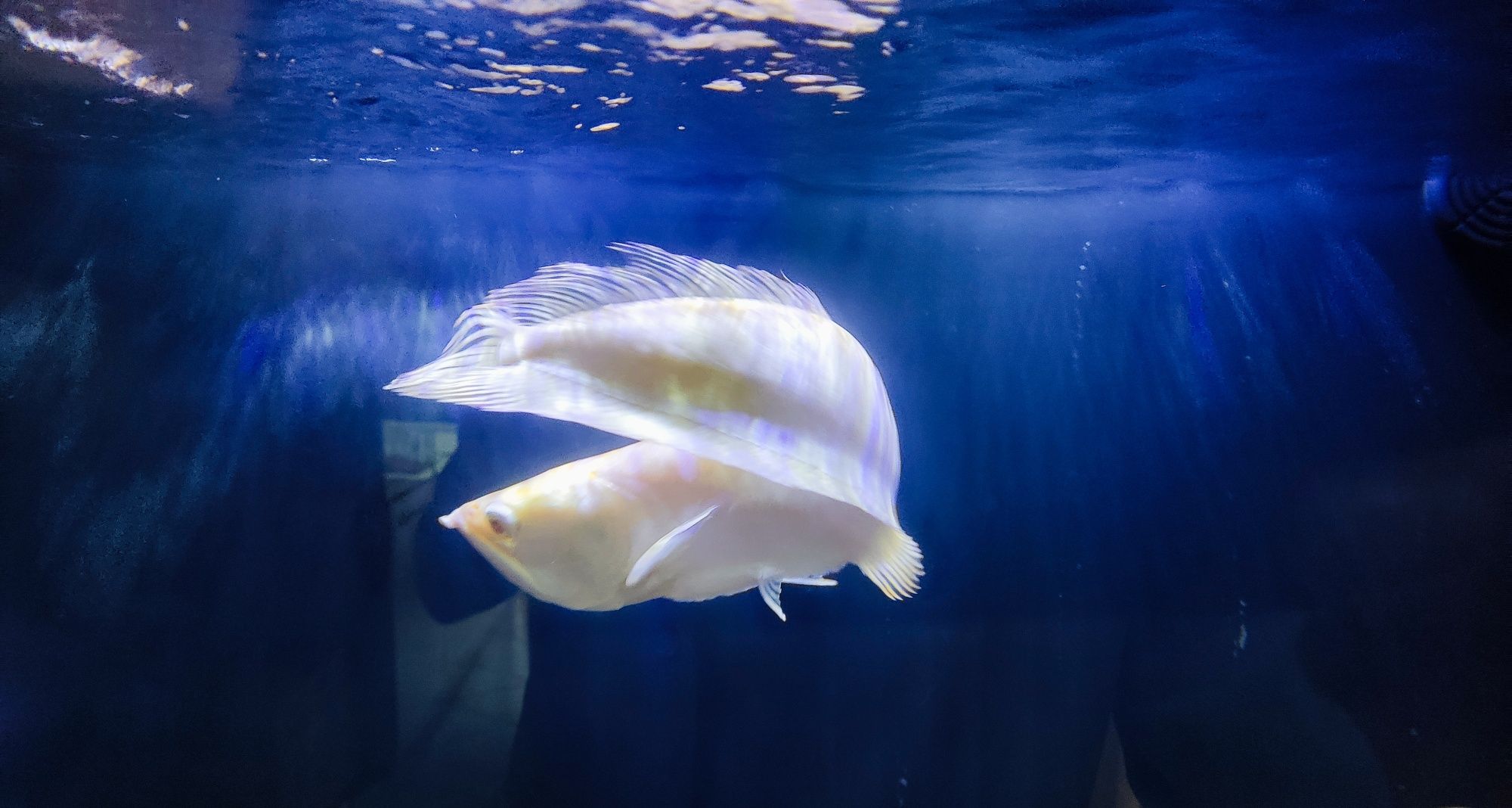 Arowana "Banana" 25/30 cm
