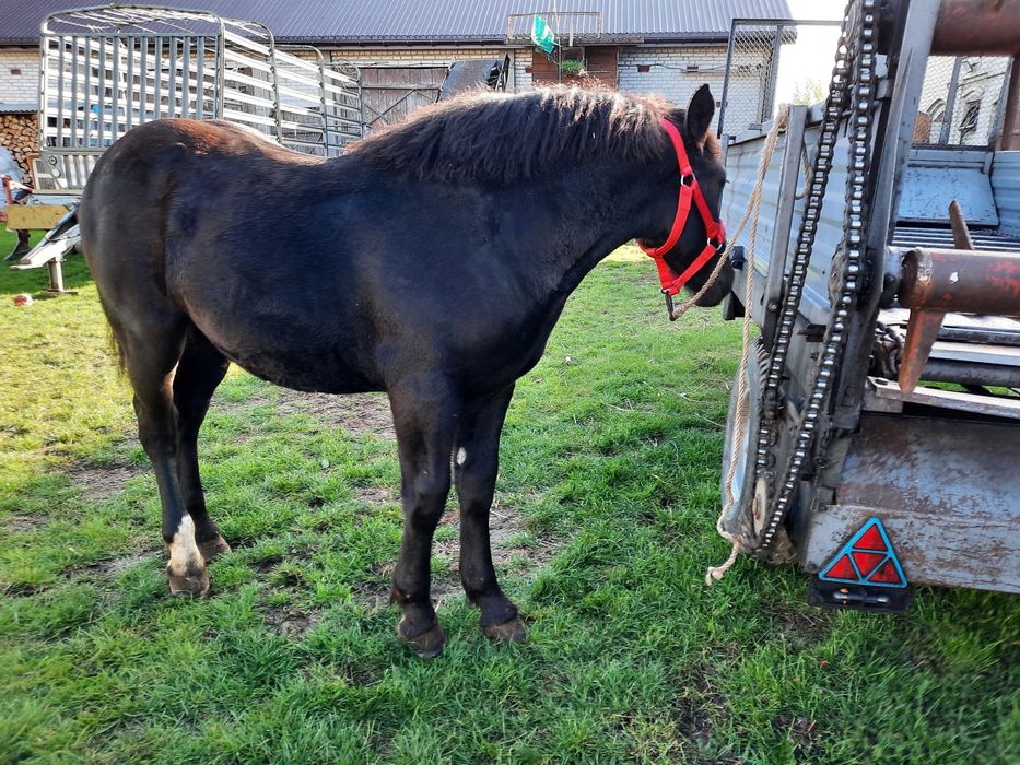 Źrebica zimnokrwista kara 9 miesięcy