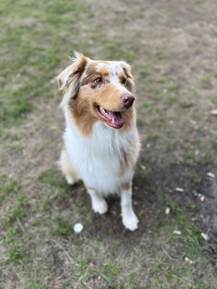 Owczarek australijski- chłopak blue merle Fci ZKwP