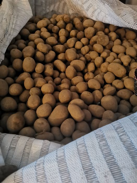 Sprzedam odsort od ziemniaka, kalibrowany 3-5