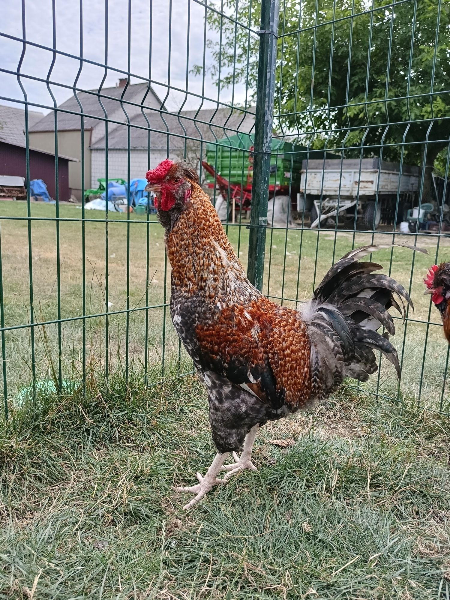 Młode koguty mix Brahma