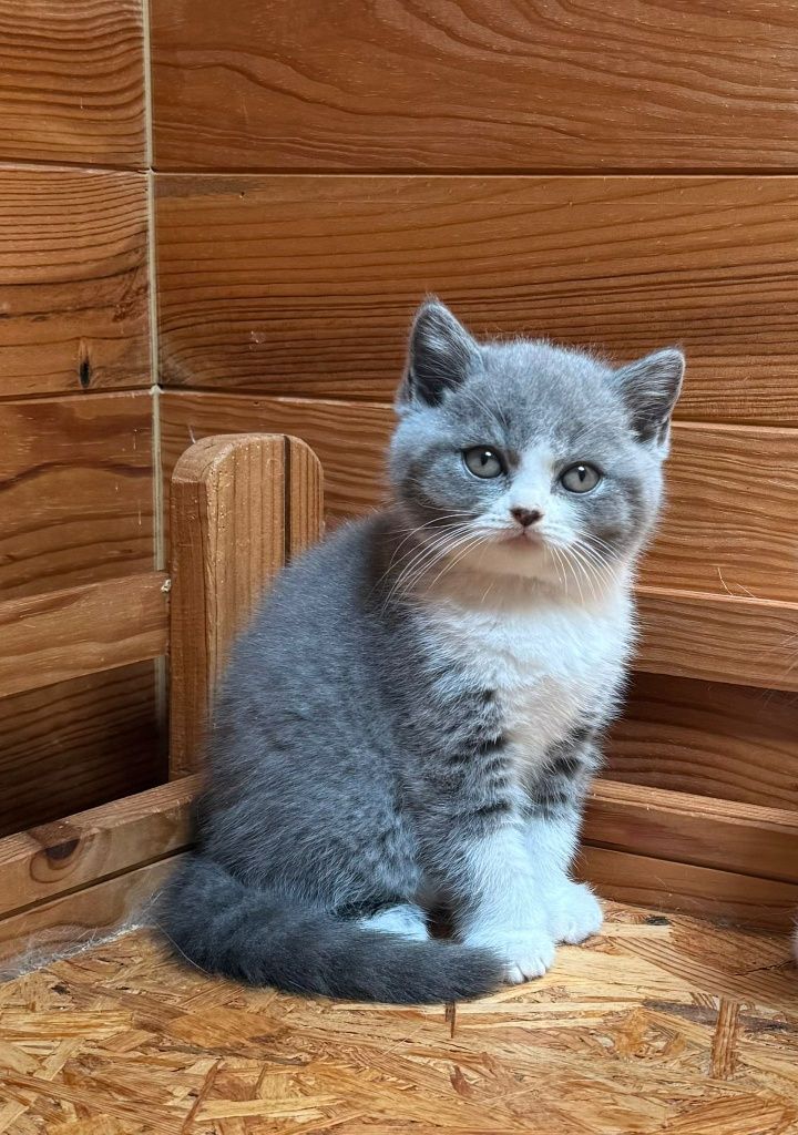 Gatinho britânico pelo curro