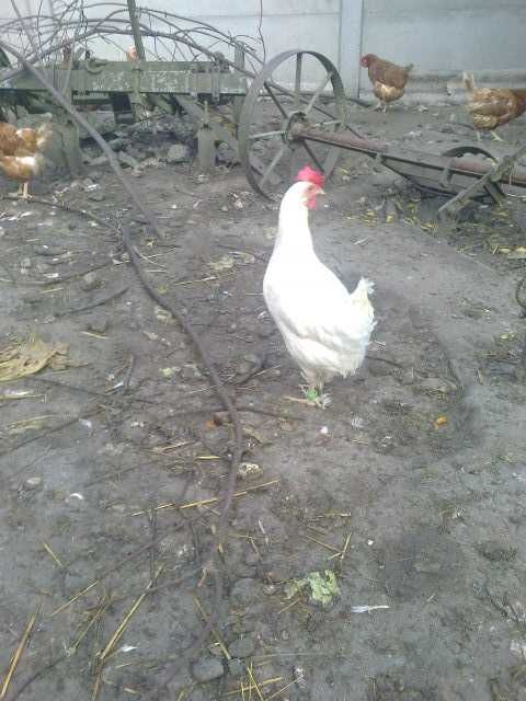 kury roczne lendchorny