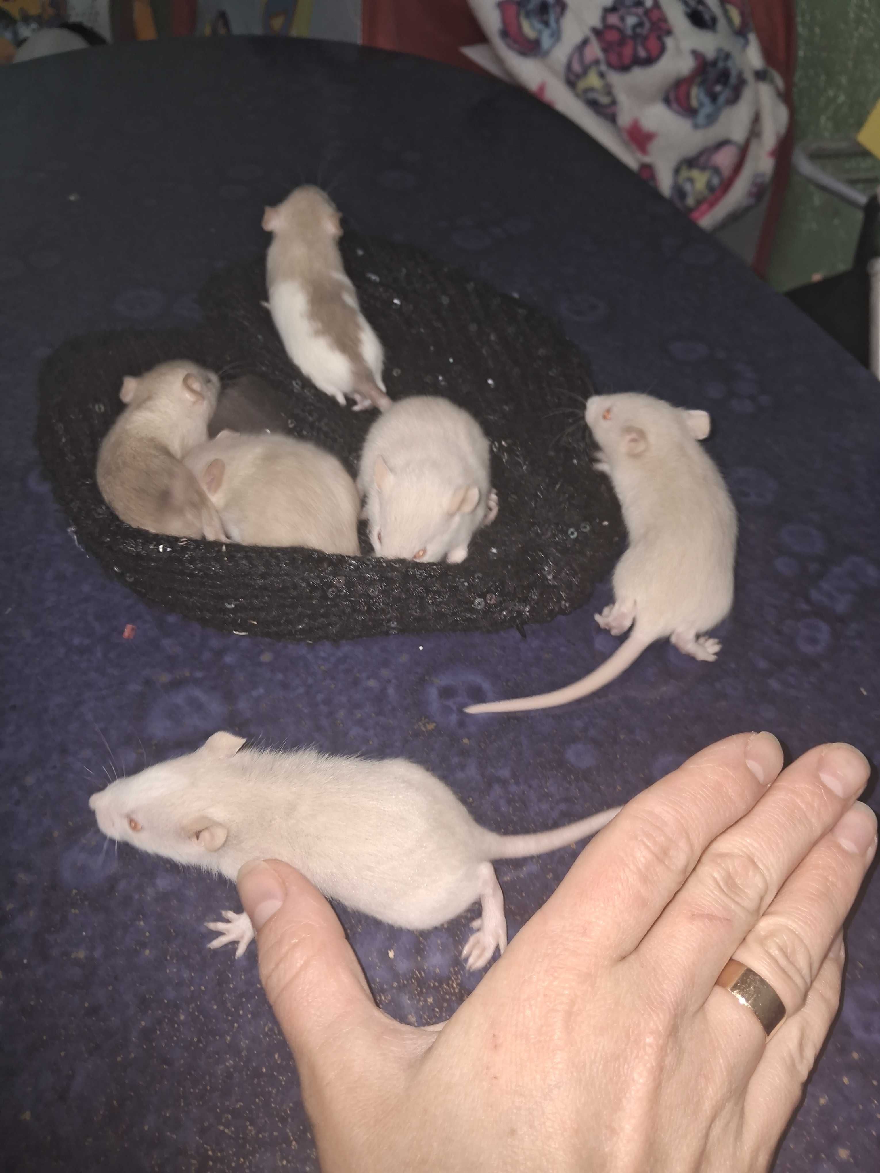 крысы щури пацюки