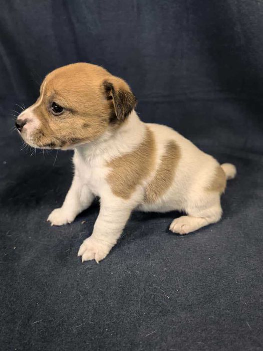 Jack Russell Terrier
