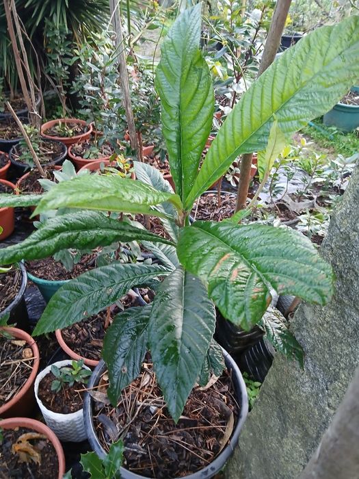 Nespereira ou Maganoreiro