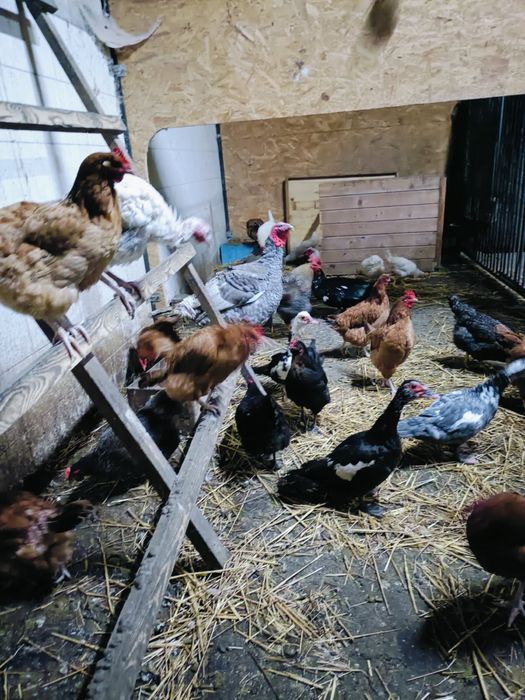 Sorzedam kury ,kaczki , gesi