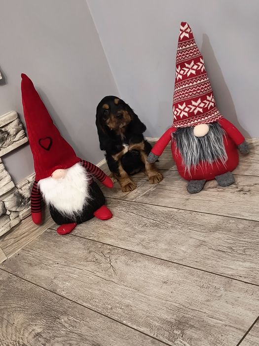 Cocker Spaniel Angielski