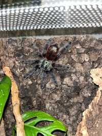 Caribena Versicolor Terrarium i dodatki