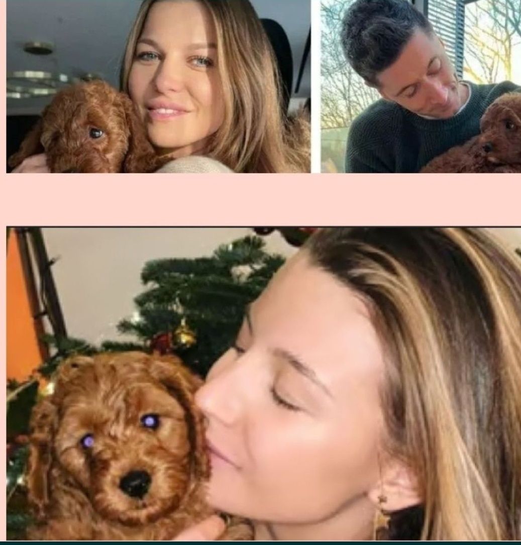 Cavapoo piesek wychowany przez behawioryste.