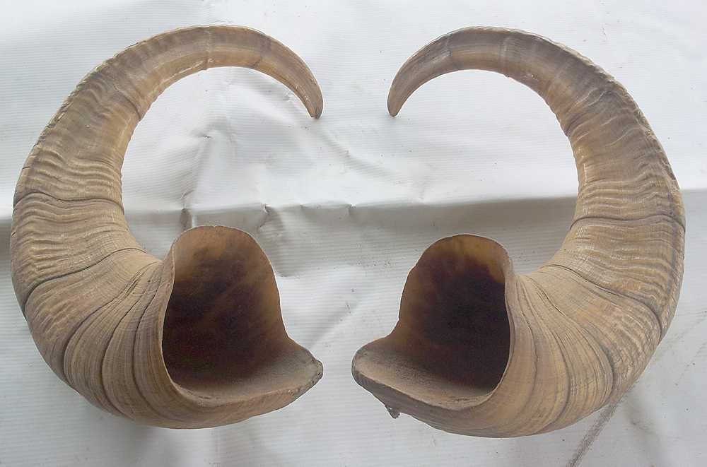 Рога архара и северного оленя