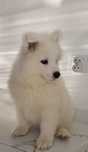 Śliczny piesek Samoyed