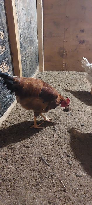 Молодые петушки Доминанта