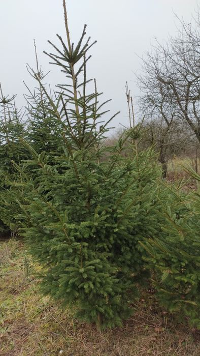 Choinki świeże z plantacji