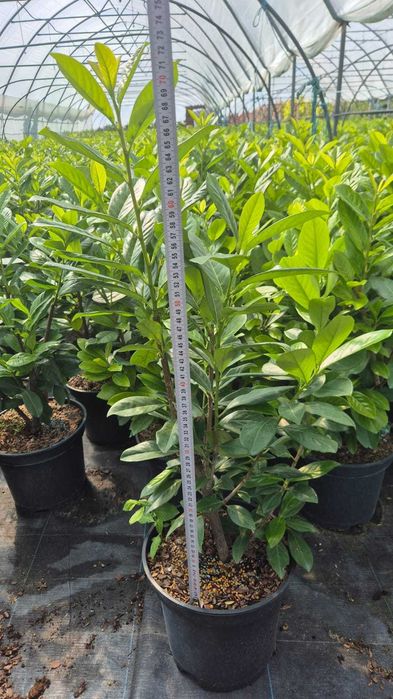 JESIENNA PROMOCJA Laurowiśnia Novita 60-80 cm w donicy 5 litrowej