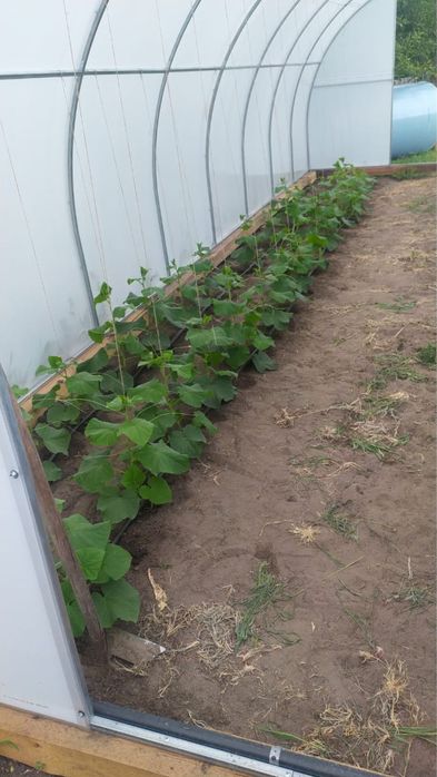 Теплиця 3*8м Самовивіз