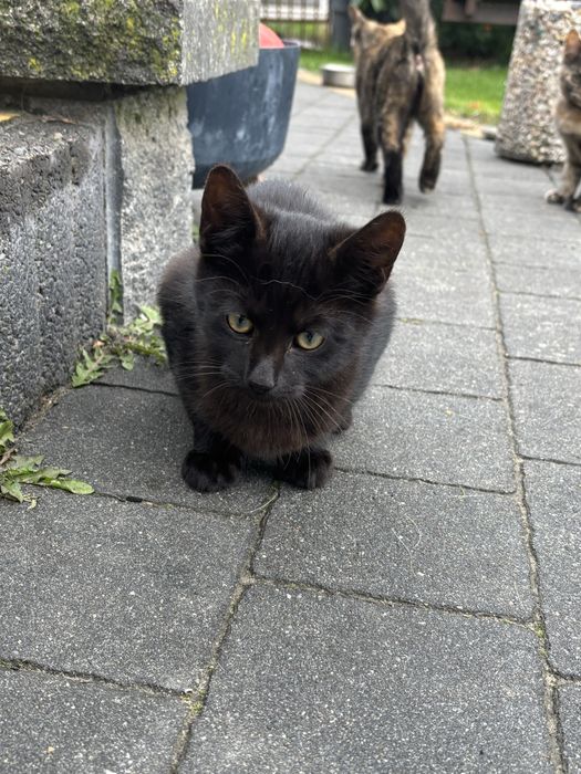 Oddam kotki w dobre ręce