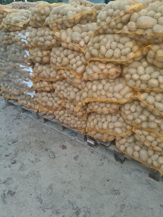 Ziemniaki jadalne soraya