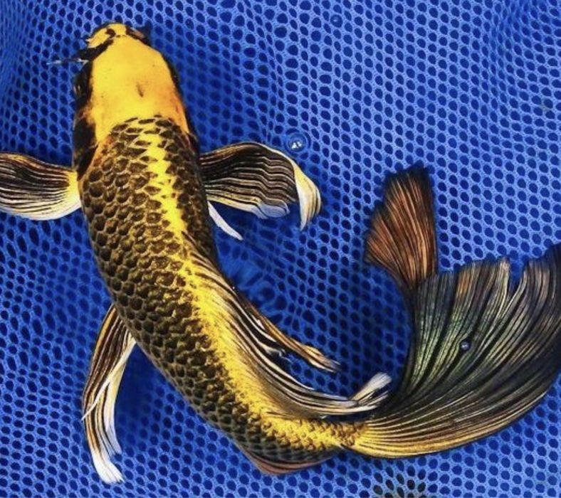 Карп Вуалевый Баттерфляй Бабочка кои Японский