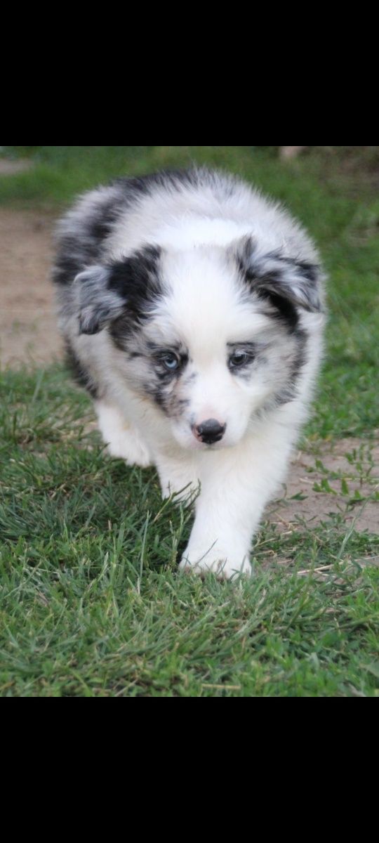 Border collie Cudowny chłopak