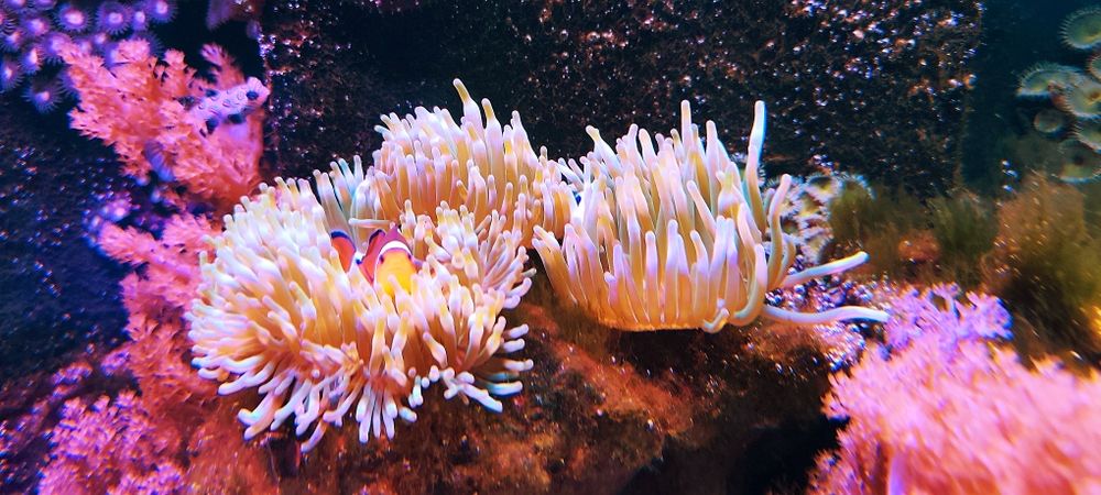 Corais Anémonas disponíveis Bubble
