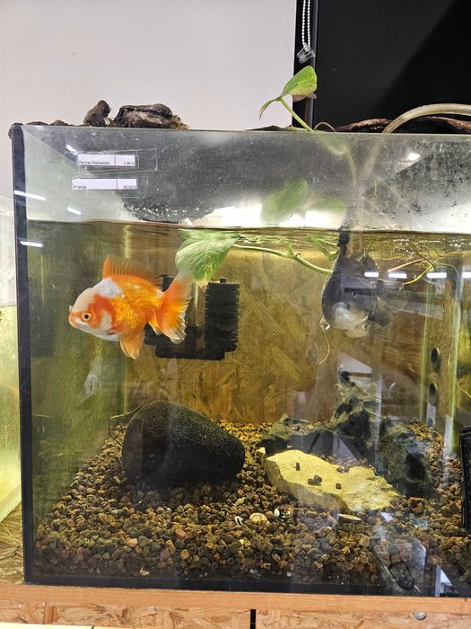 Peixes de Estimação Fish