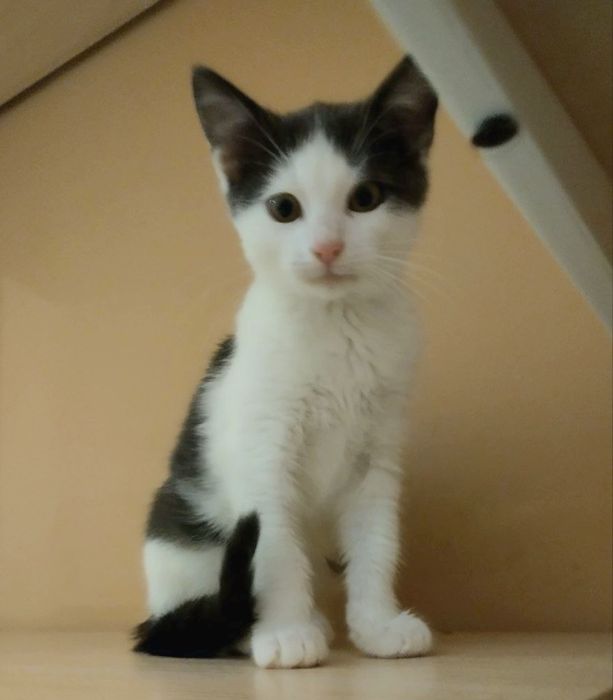 Красивий малиш кошеня 2,5 міс