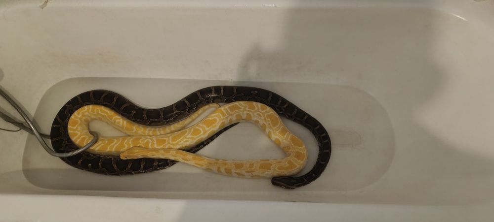 Продам двох тигрових пітонів