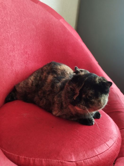 Продам підрощене кошеня скотіш фолд