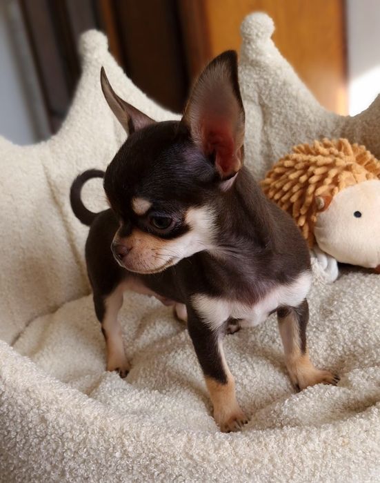 ** Gizmo ** Chihuahua śliczny chłopiec