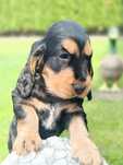 Cocker Spaniel Angielski